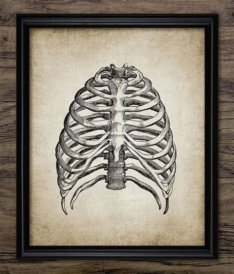 Rib Cage Print Human Anatomy Vintage Human by InstantGraphics Human Rib Cage, Heart Wall Art ...