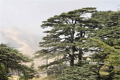 Cedar of Lebanon - Garden In Delight