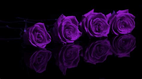 🔥 [0+] Purple Rose Wallpapers | WallpaperSafari