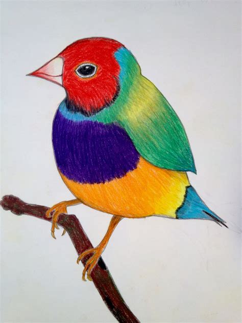 Colorful Bird Drawing at PaintingValley.com | Explore collection of Colorful Bird Drawing