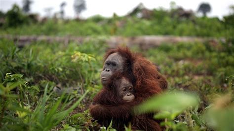 Petition · Stop deforestation of the orangutans habitat - Australia · Change.org