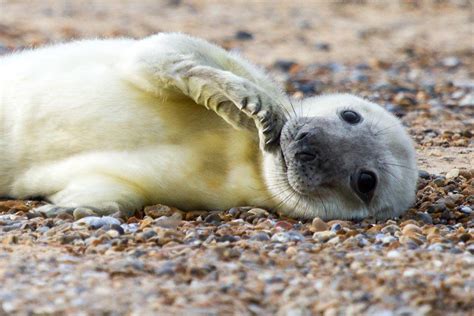 Where to see the seals in Norfolk UK | Visit Norfolk