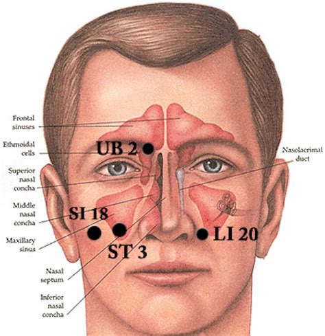 7 Sinus Pressure Points for Instant Relief | Faculty of Medicine