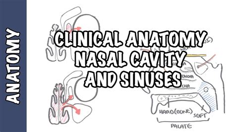 Nasal Cavity Coronal Ct Anatomy Gt Nasal Cavity