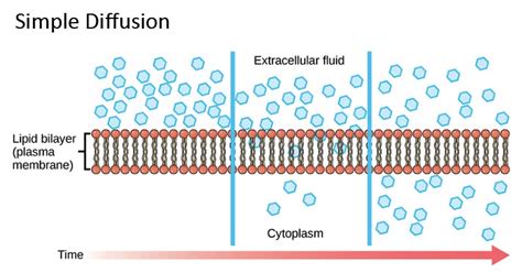 Simple diffusion- Definition, principle, examples, applications