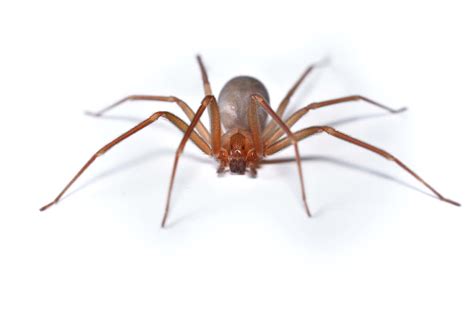 Chilean Recluse Spider - A-Z Animals