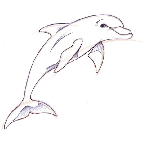 Dolphin Sketch