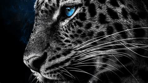 Cheetah Galaxy Eyes Wallpaper,HD Animals Wallpapers,4k Wallpapers,Images,Backgrounds,Photos and ...