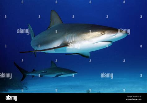 Sharks pacific ocean hi-res stock photography and images - Alamy