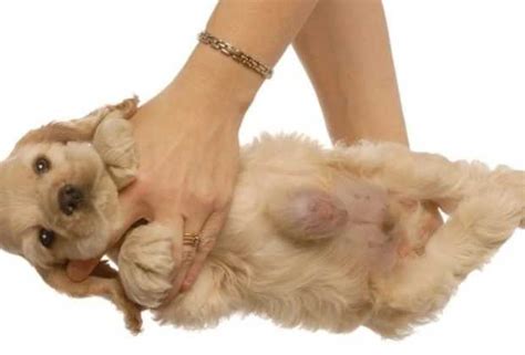 Understanding Umbilical Hernia in Dogs - News Blogged