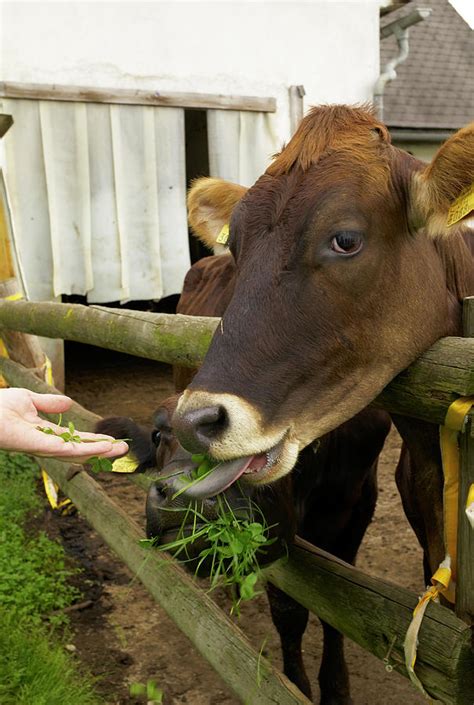 Cows Eating Grasses In Styria Photograph by Jalag / Natalie Kriwy - Fine Art America