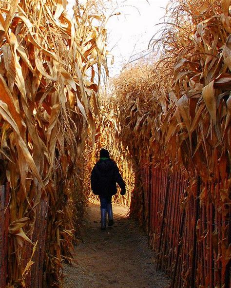 corn maze near me halloween - Mari Boyce