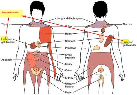 Liver Pain - Where is the liver location (Anatomy), Function, Enlarged