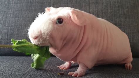 This guinea pig is skinny, bald and proud