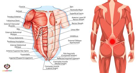 Core Muscles Diagram