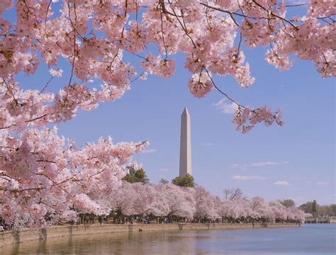 What is the Cherry Blossom Festival in Washington DC?