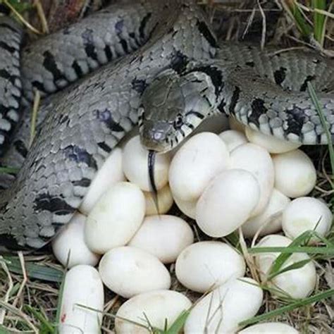 Do all reptile lay eggs? - DIY Seattle