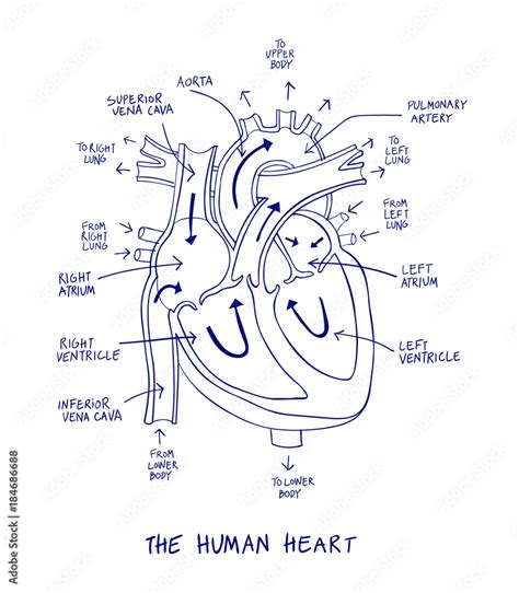 Human Heart Diagram Without Labels