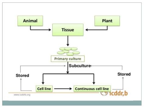 Animal cell, tissue culture