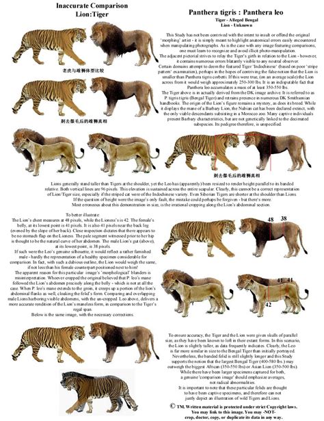 Lion Tiger Size Comparison | Felid Morphology's Study-Blog