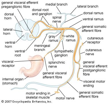 Spinal nerve | Definition, Function, Diagram, Number, & Facts | Britannica