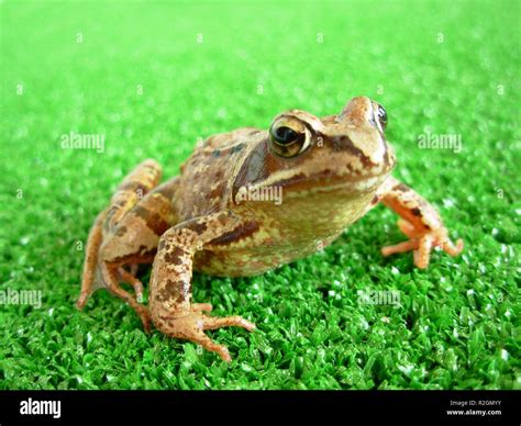 grass frog 1 Stock Photo - Alamy