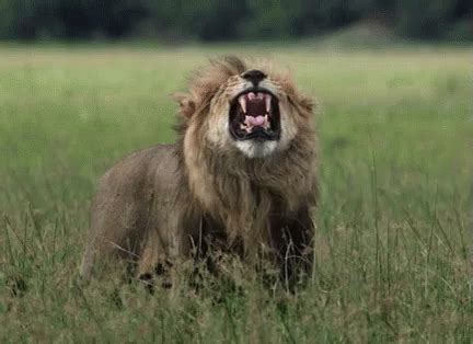 Roaring Lion GIF - SavageKingdom SavageKingdomGIFs Lion - Discover & Share GIFs