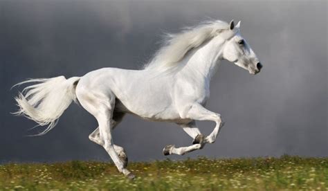 Ultimate List of White Horse Breeds - Helpful Horse Hints