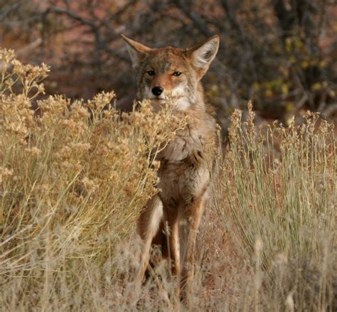 How loud should I play my coyote call? — COYOTE CLASSROOM