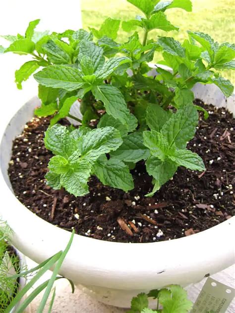 12 Natural Mosquito Repellent Plants - 1001 Gardens