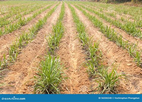 Agricultural Lands for Sugarcane Cultivation Stock Photo - Image of farming, field: 56506548