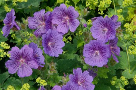 10 Great Hardy Geraniums to Grow - gardenersworld.com