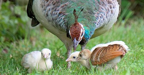 Peafowl chicks abound at Kingwood