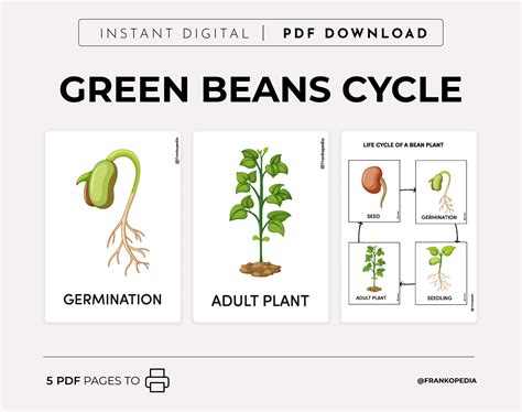 Printable Life Cycle Of A Bean Plant Worksheet - prntbl.concejomunicipaldechinu.gov.co