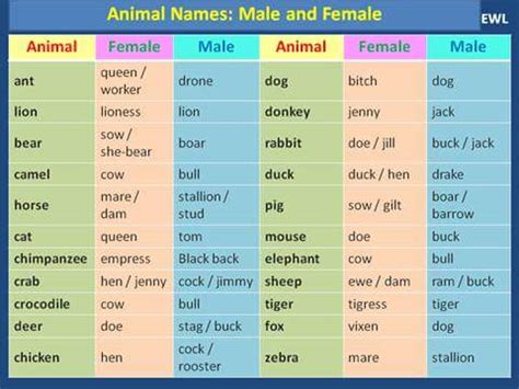 Animal Names – Male and Female | Vocabulary Home