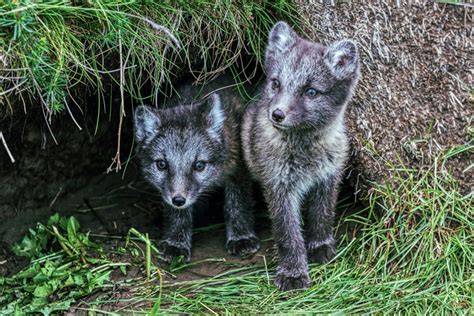 Arctic Fox Cubs