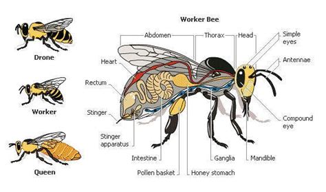 worker-bee-and-queen-bee-drone-bee-anatomy-diagram