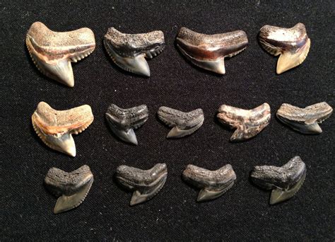 Close up of Tiger shark teeth found on Texas Beaches. - Members Gallery - The Fossil Forum