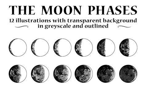 Vector Moon Phases Illustrations | Moon phases art, Moon phases, Illustration