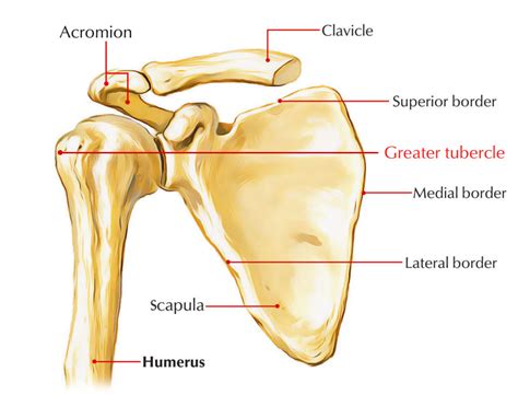 Tubercle Anatomy - Anatomy Reading Source