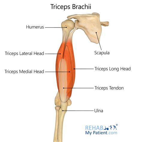 Triceps Brachii | Rehab My Patient