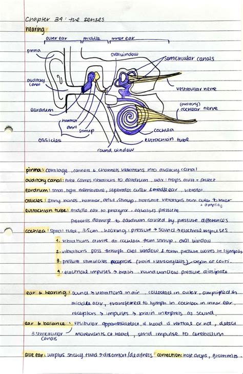 aesthetic notes | Basic anatomy and physiology, Biology notes, Biology lessons