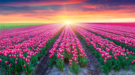 Field Of Flowers Hd Wallpaper