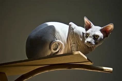 Sphynx Cat: Breed Information and Personality