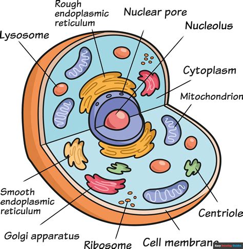 Top 199+ Simple animal cell diagram for class 8 - Merkantilaklubben.org