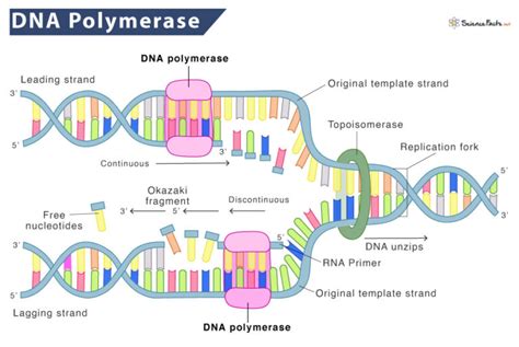 DNA Polymerase – Definition, Types, Structure, and Functions