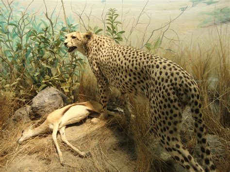 Cheetah Habitat Diorama