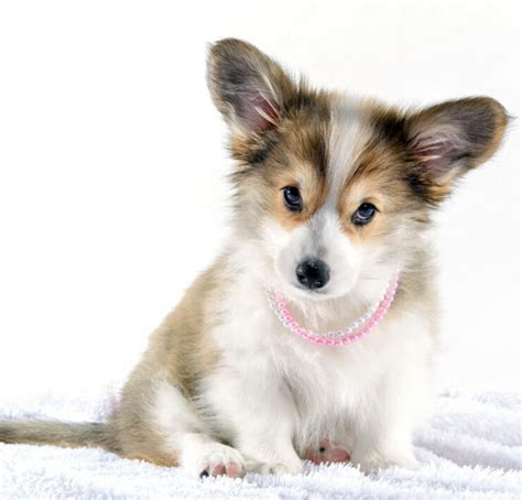 50+ Adorable Corgi Puppy Names to Choose From - Corgi Planet