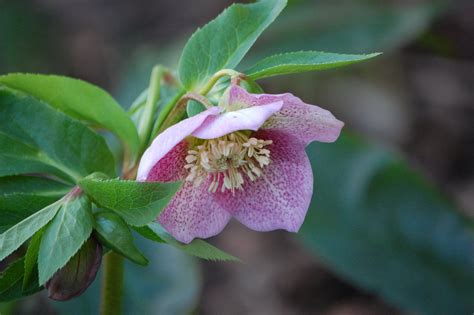 Christmas Rose Free Photo Download | FreeImages