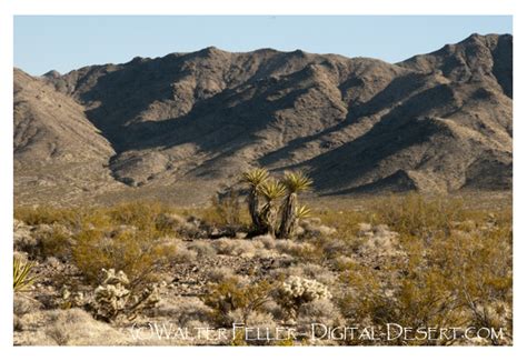 Desert Scrub: Mojave Desert Plants